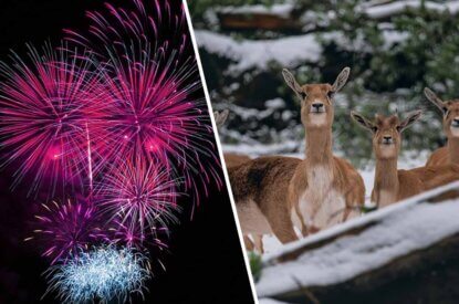 Collage. Silvester Feuerwerk und Rehe