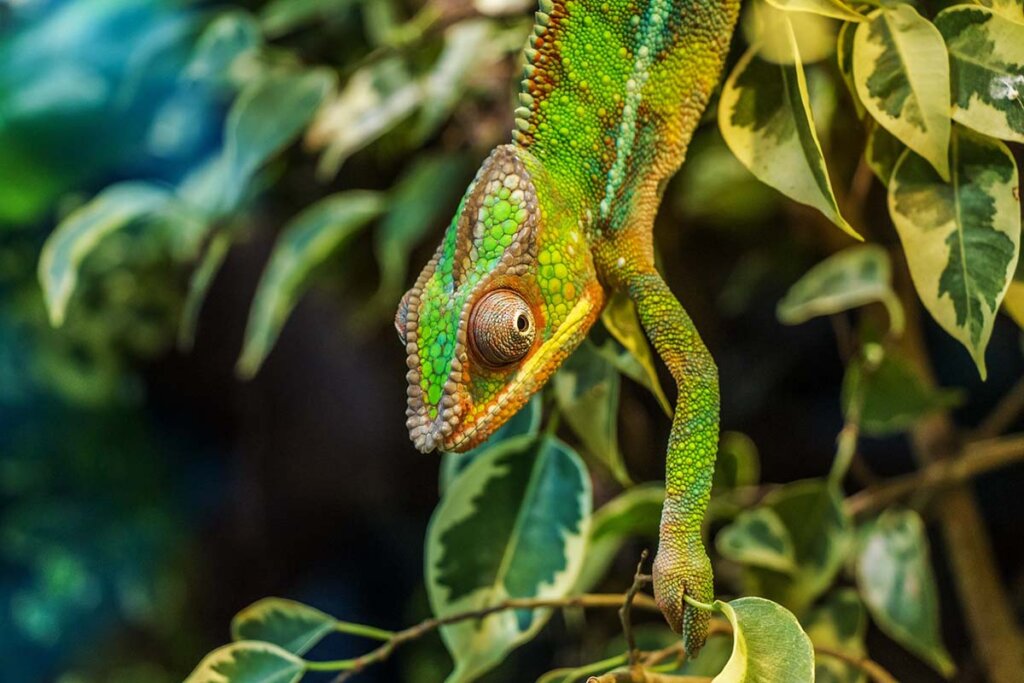 Ein gruenes Chameleon haengt an Blaettern in einem Terrarium.