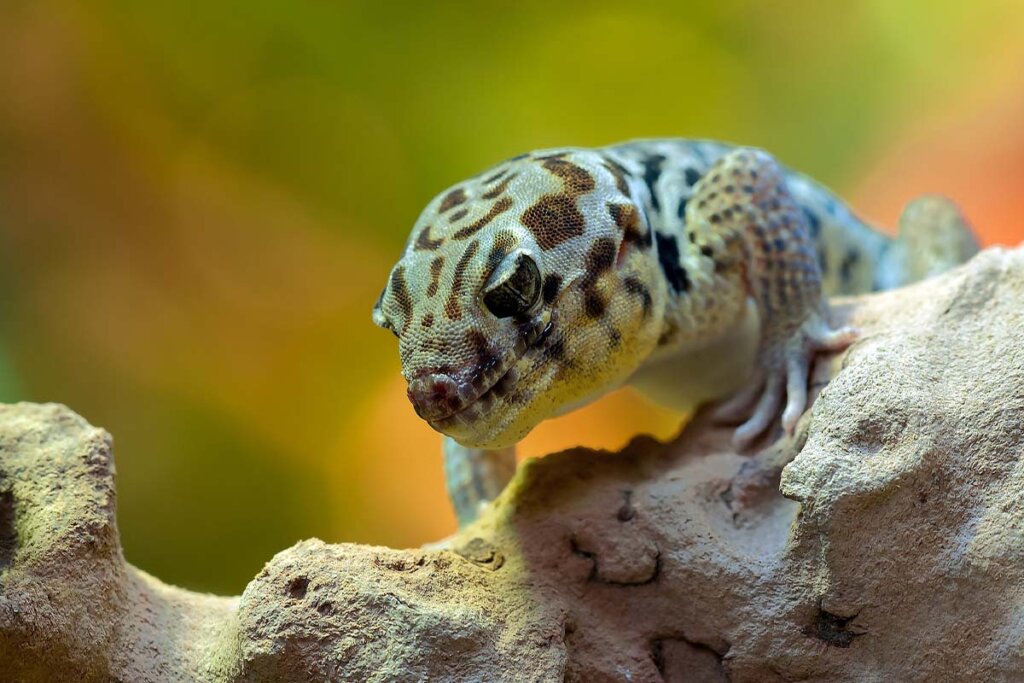 Ein Gecko steht auf einem Stein in einem Terrarium.