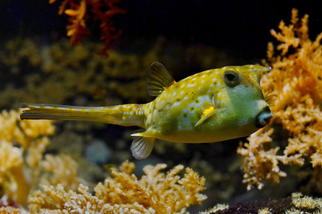 Ein Kugelfisch schwimmt in einem Aquarium.