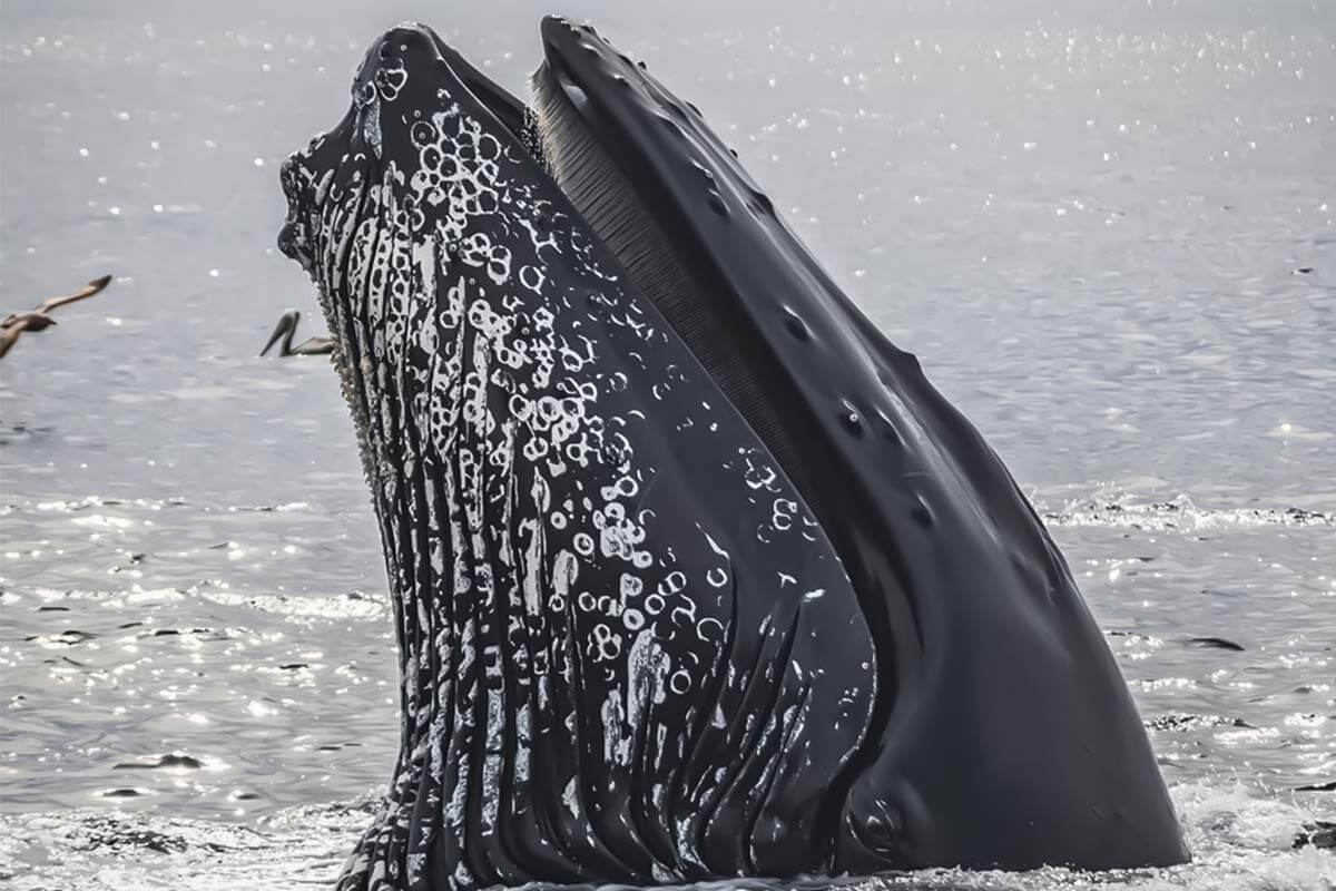 Der Wal – 11 faszinierende Fakten über Blauwal, Beluga & Co.