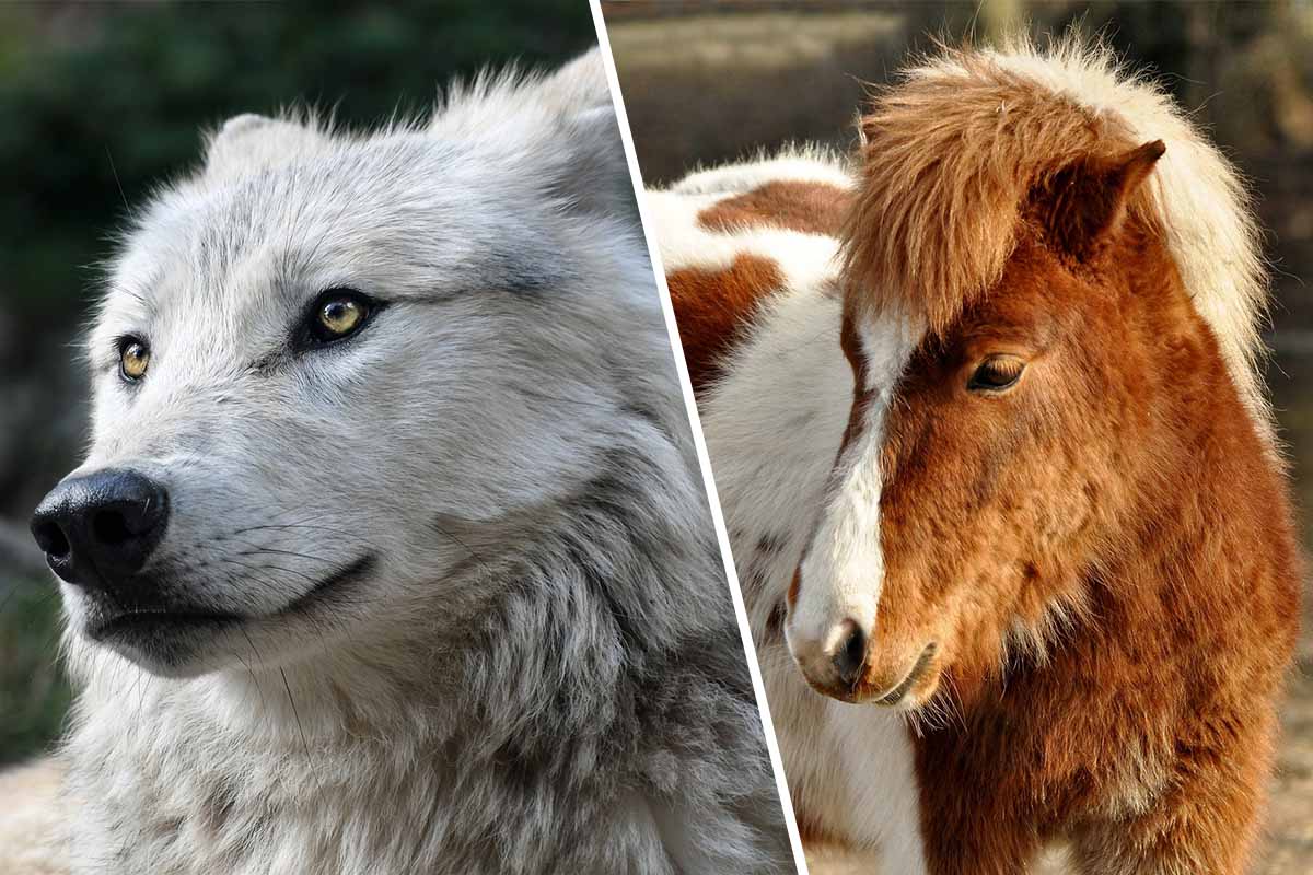 Collage. Wolf und Pony