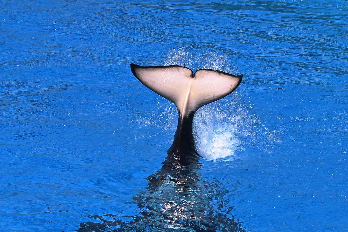 SeaWorld bringt heimlich „gerettete“ Delfine nach Abu Dhabi