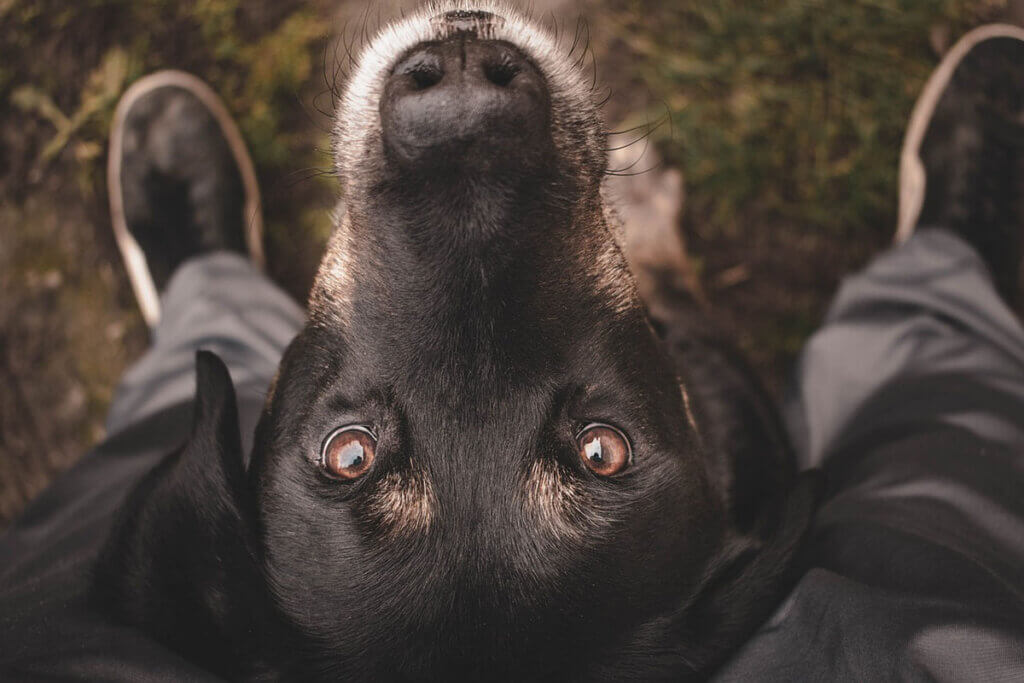hund