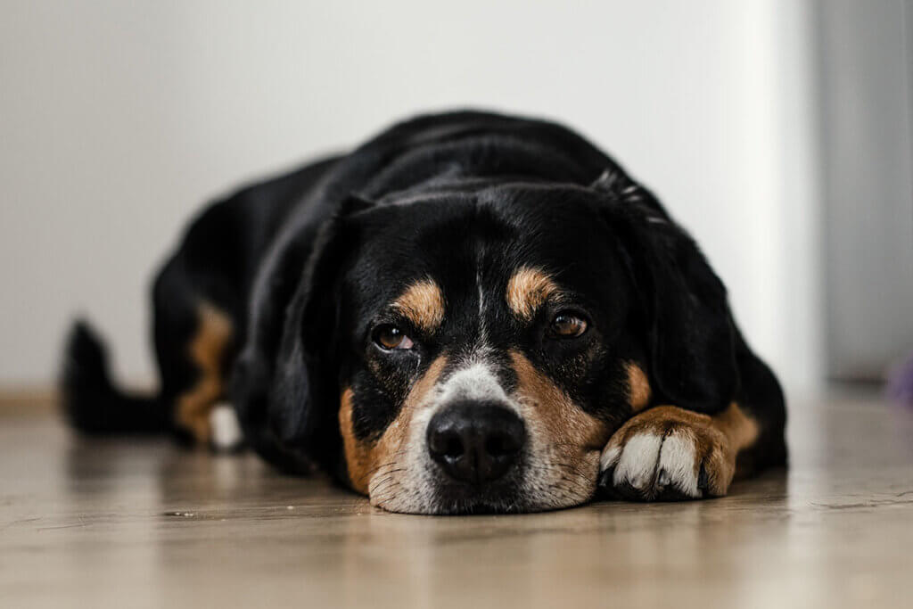hund magendrehung