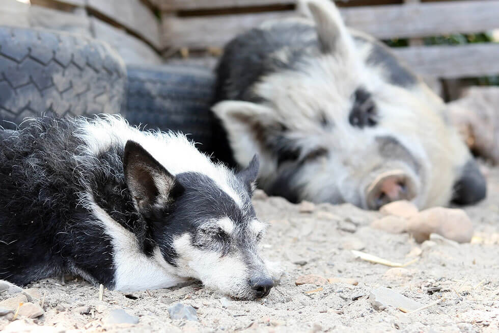 Karnismus: Warum lieben wir Hunde und essen Schweine?