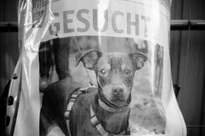 Plakat mit Vermisstenanzeige zu einem Hund