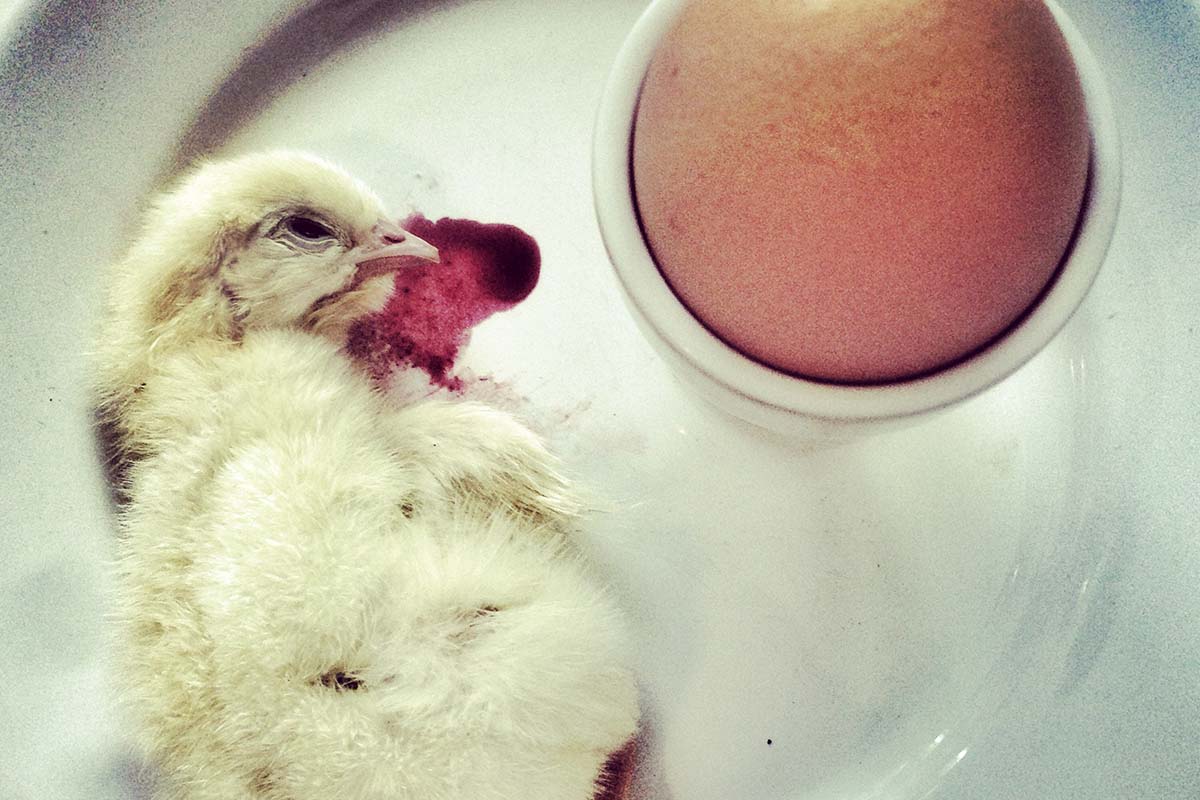 Balut: Warum angebrütete Eier eigentlich nicht eklig sind