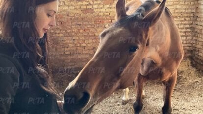 Gerettetes Pferd aus der Ukraine