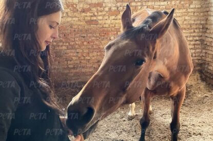 Gerettetes Pferd aus der Ukraine