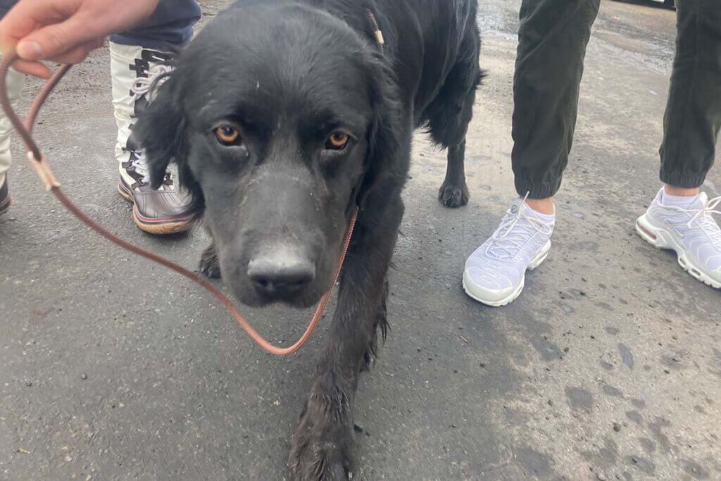 schwarzer hund schaut in die kamera