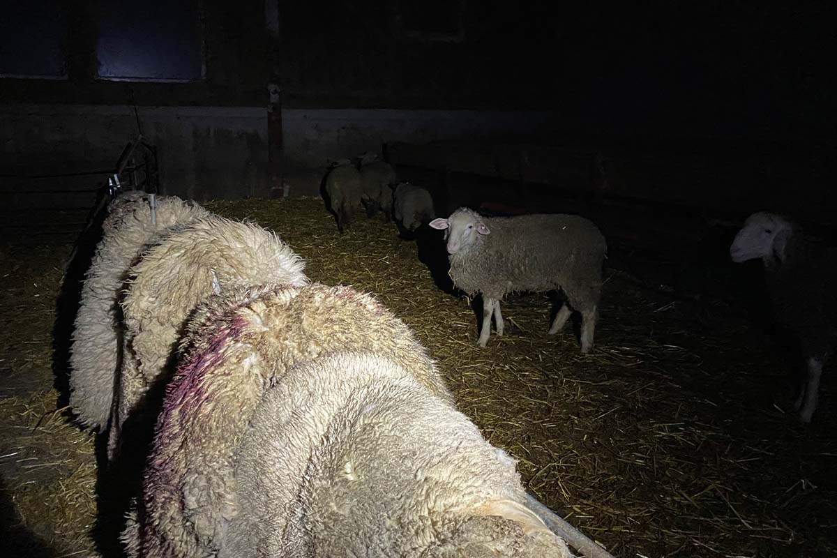 Schaf steht im Stall neben aufgehangenen Schafsfellen
