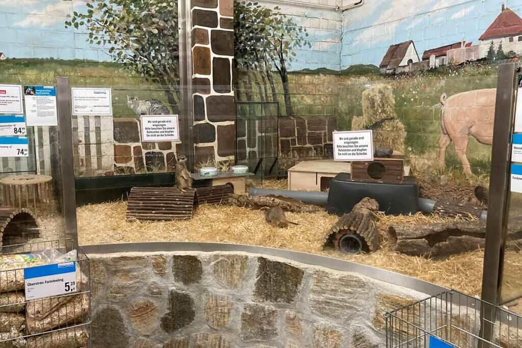 Terrarium mit Erdmaennchen zum Verkauf im Zoo Zajac.