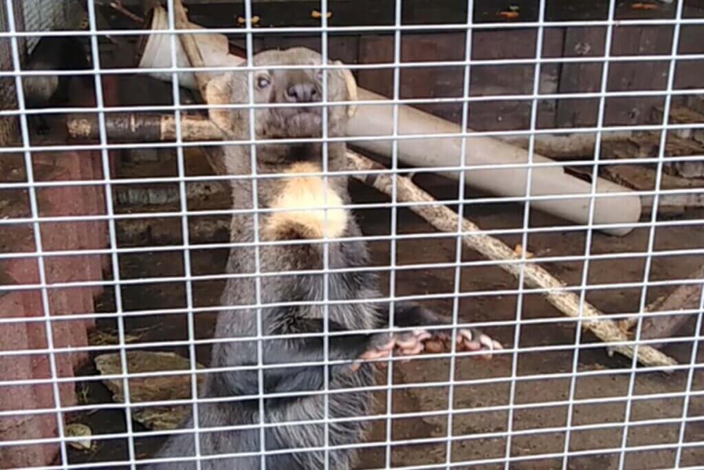 Marderartiges Tier im Gehege vom Tierpark Donnersberg Rockenhausen