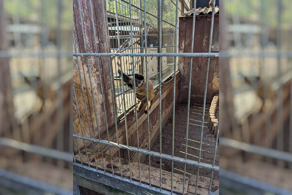Ein Äffchen in einem kleinen, verrosteten und langweiligen Käfig, schaut traurig in die Kamera