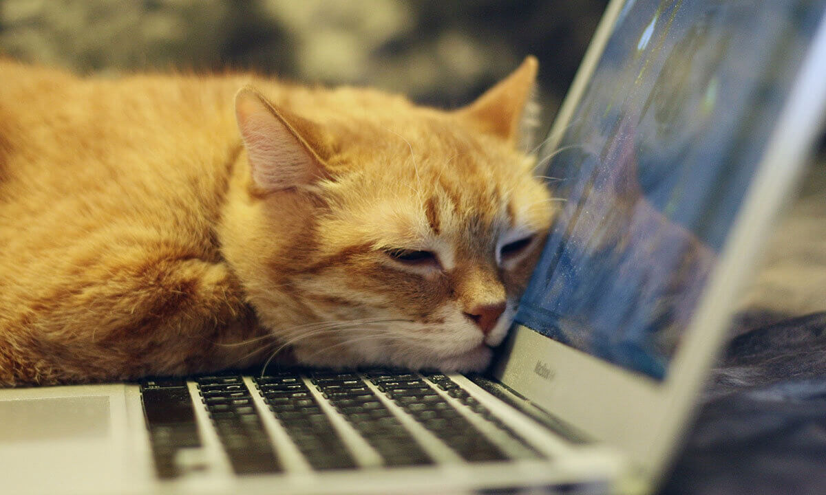 Katze sitzt vorm Laptop