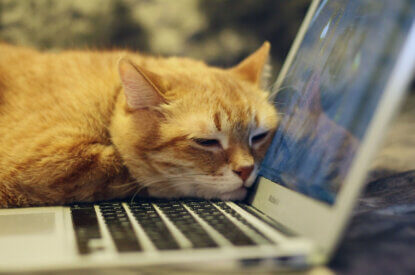 Katze sitzt vorm Laptop