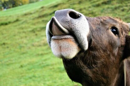 Kuh streckt die Zunge raus
