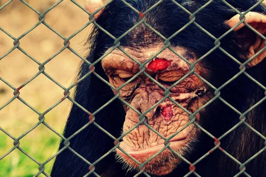 affe