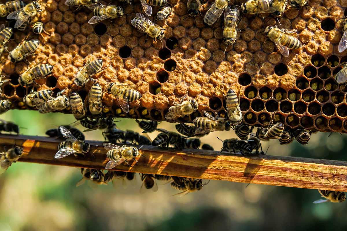 5 Gründe, warum Bienenwachs Tierquälerei ist