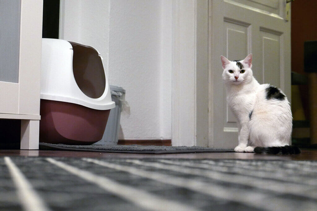 Katze sitzt neben Katzenklo
