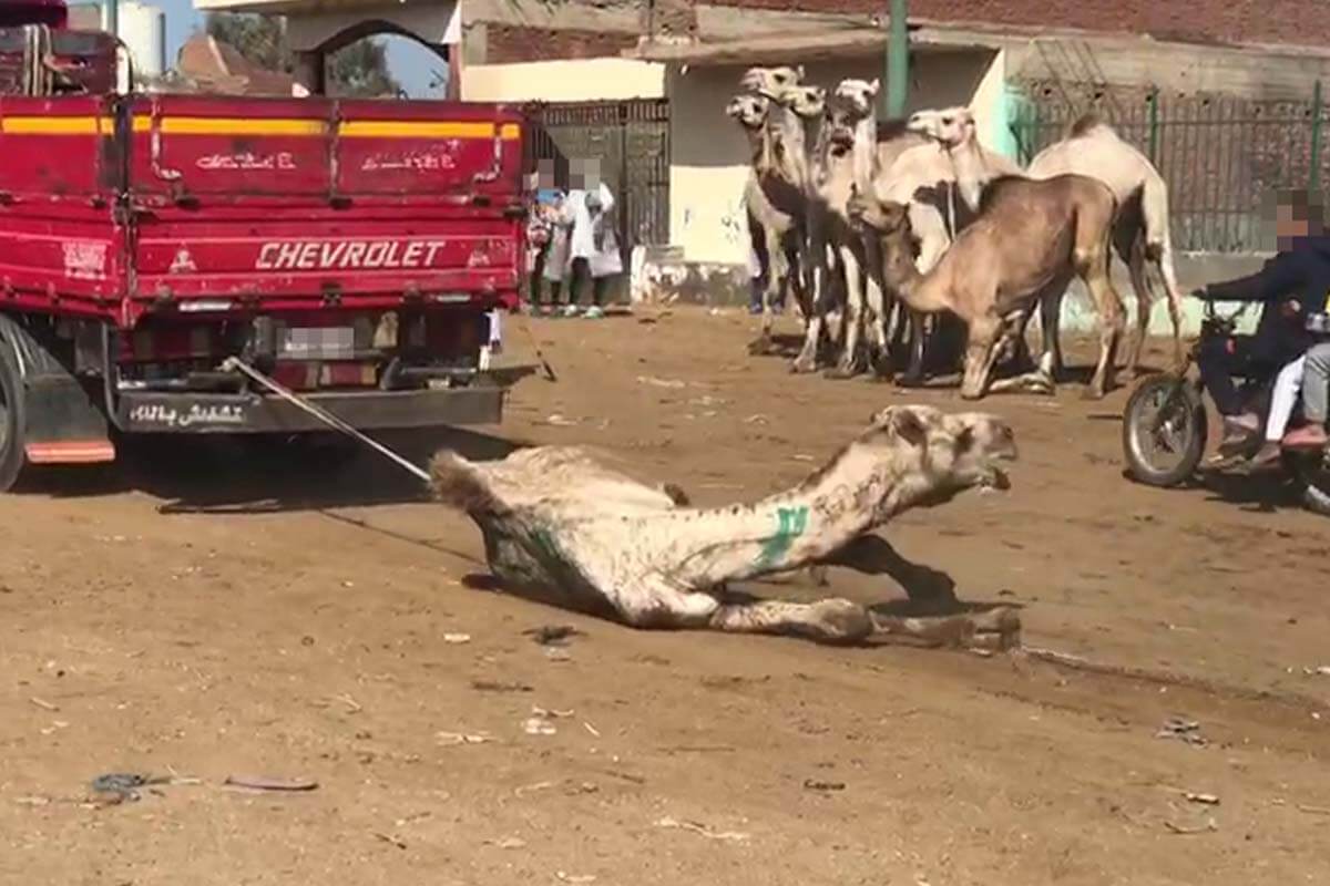 Kamel wird am Seil hinter einem Laster hinterhergezogen