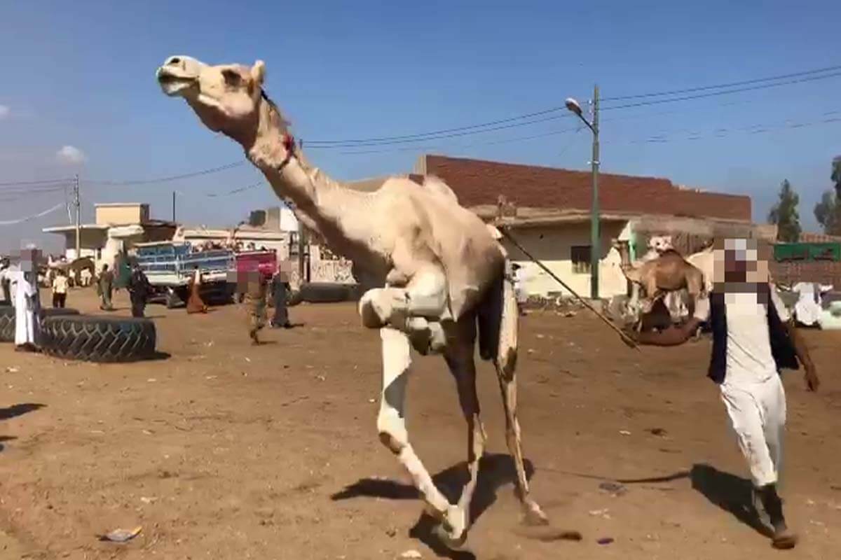 Kamel wird mit einem Stock geschlagen
