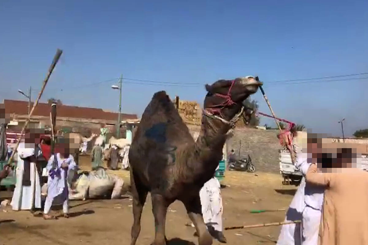 Kamel wird an einer Leine gezerrt und mit Stoecken geschlagen