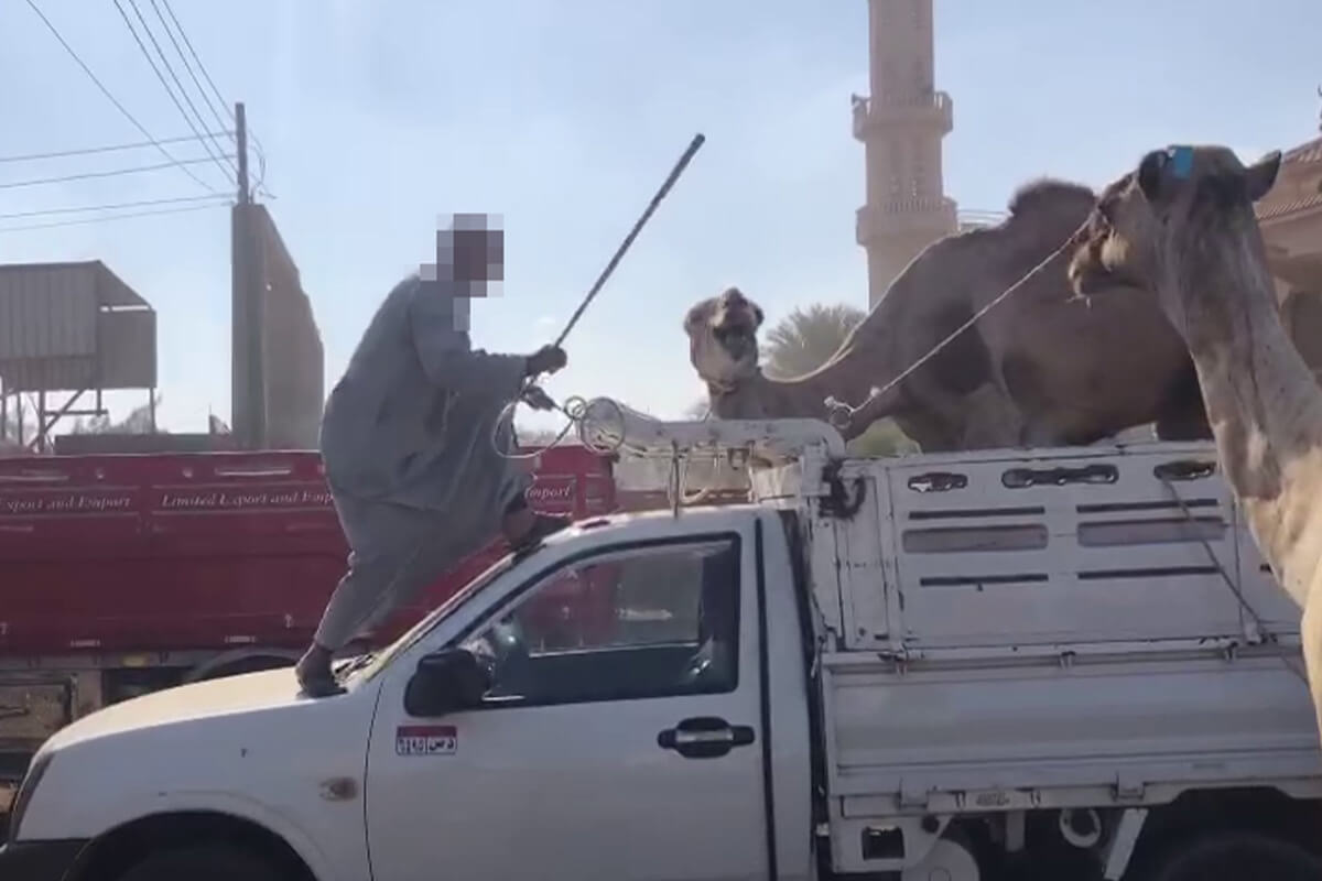 Kamel auf einem Laster wird von einem Mann mit einem Stock geschlagen