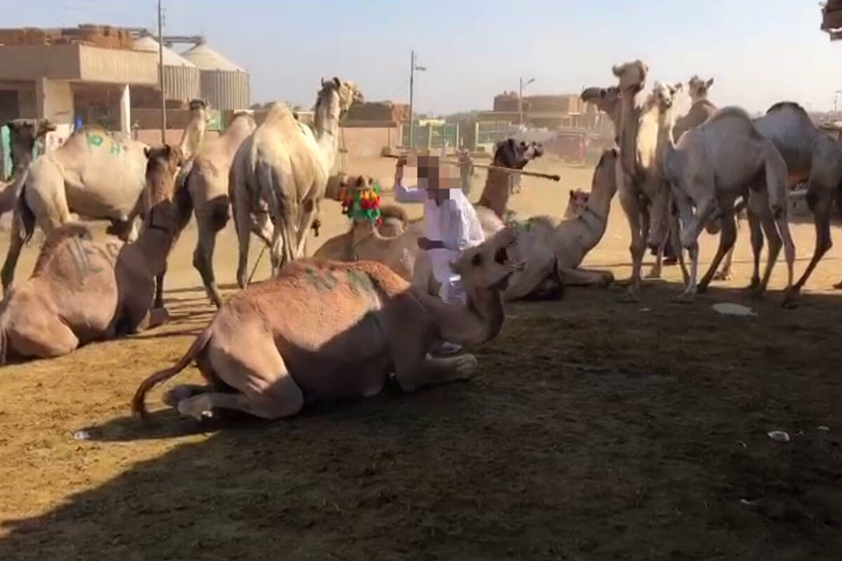 Kamel wird von einem Mann geschlagen