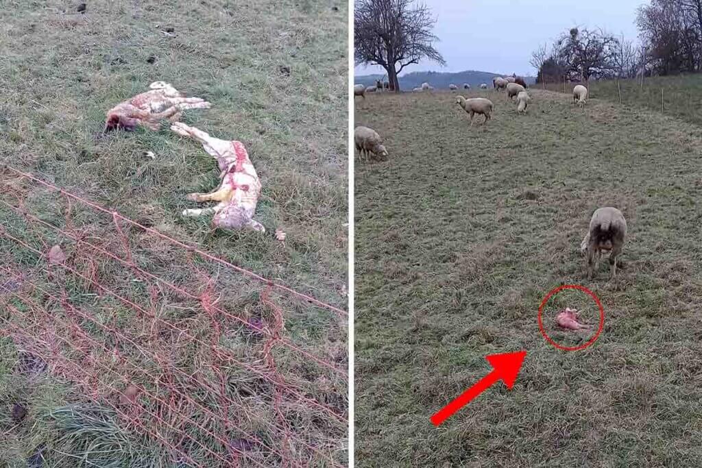 Erfrorene Laemmer liegen tot auf der Wiese.