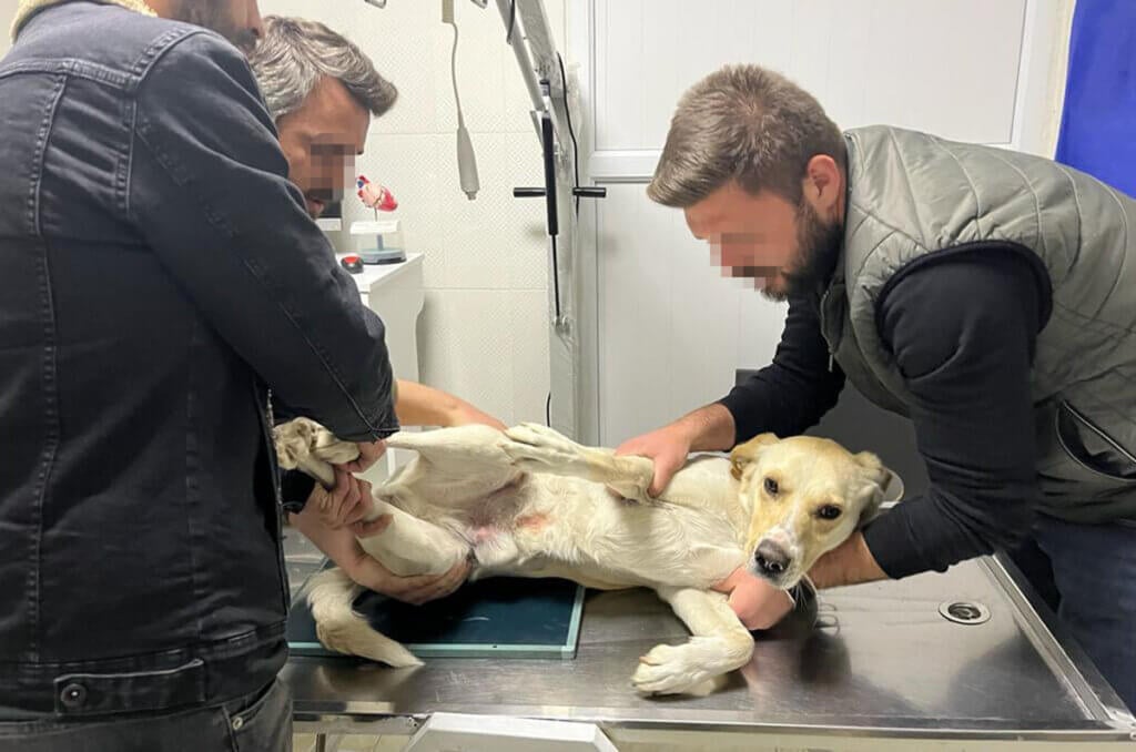 Hund wird medizinisch versorgt