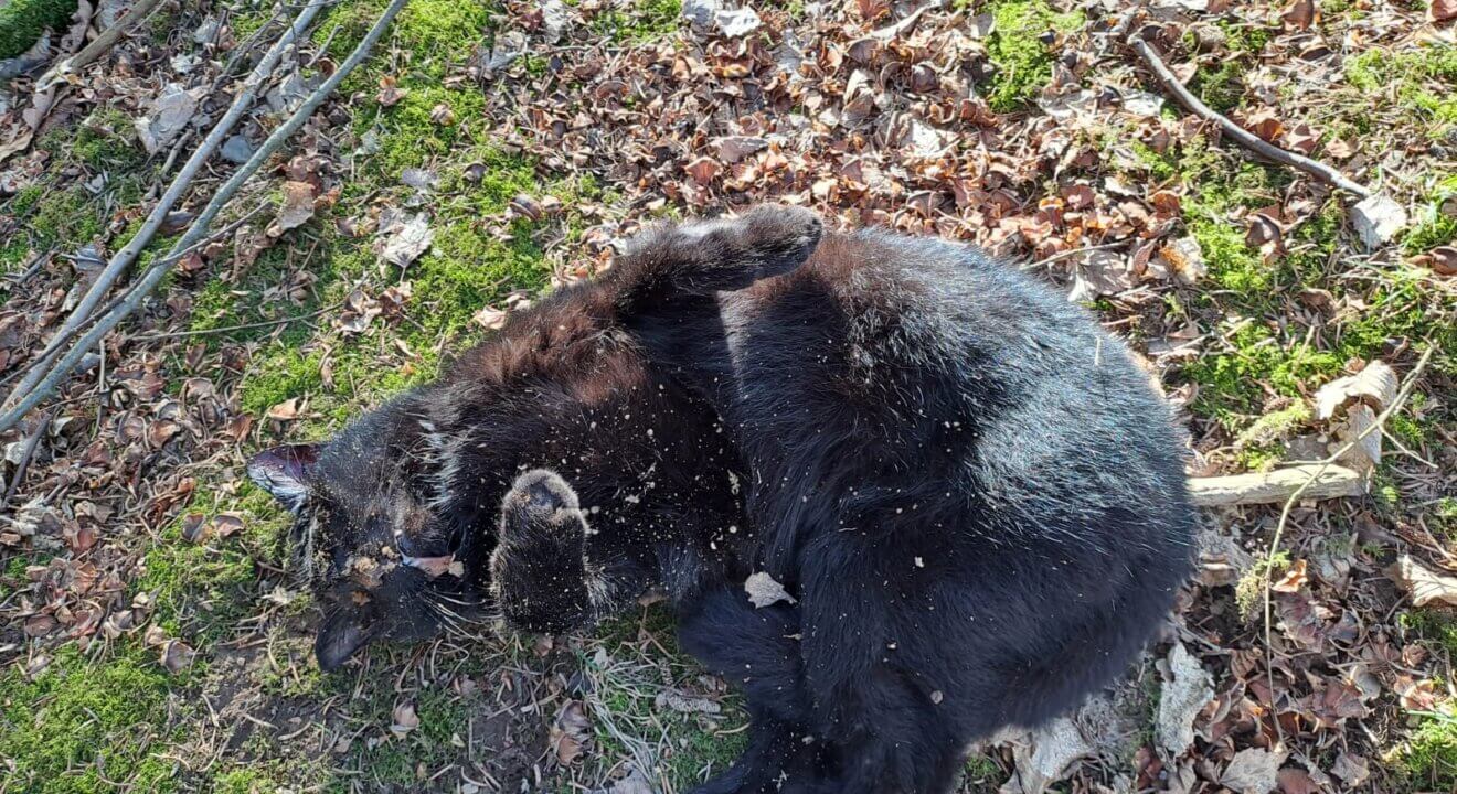 Tote Katze von Schlagfalle getoetet