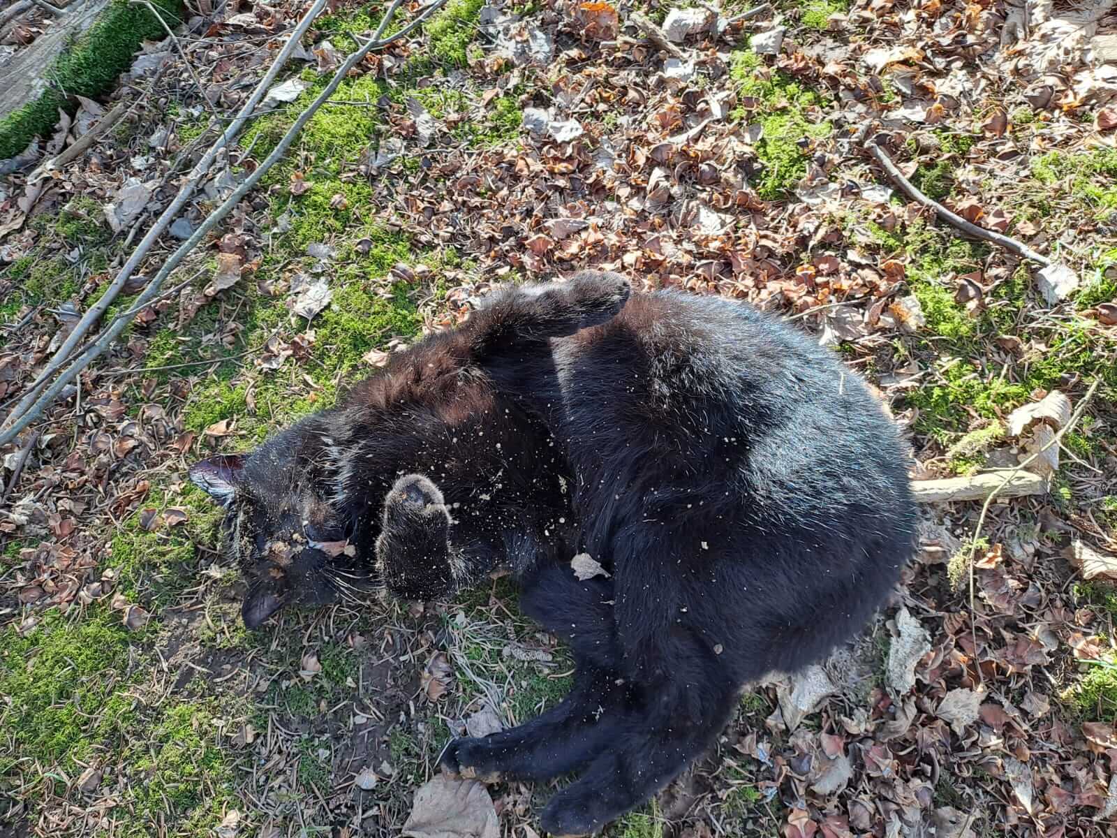 Tote Katze von Schlagfalle getoetet