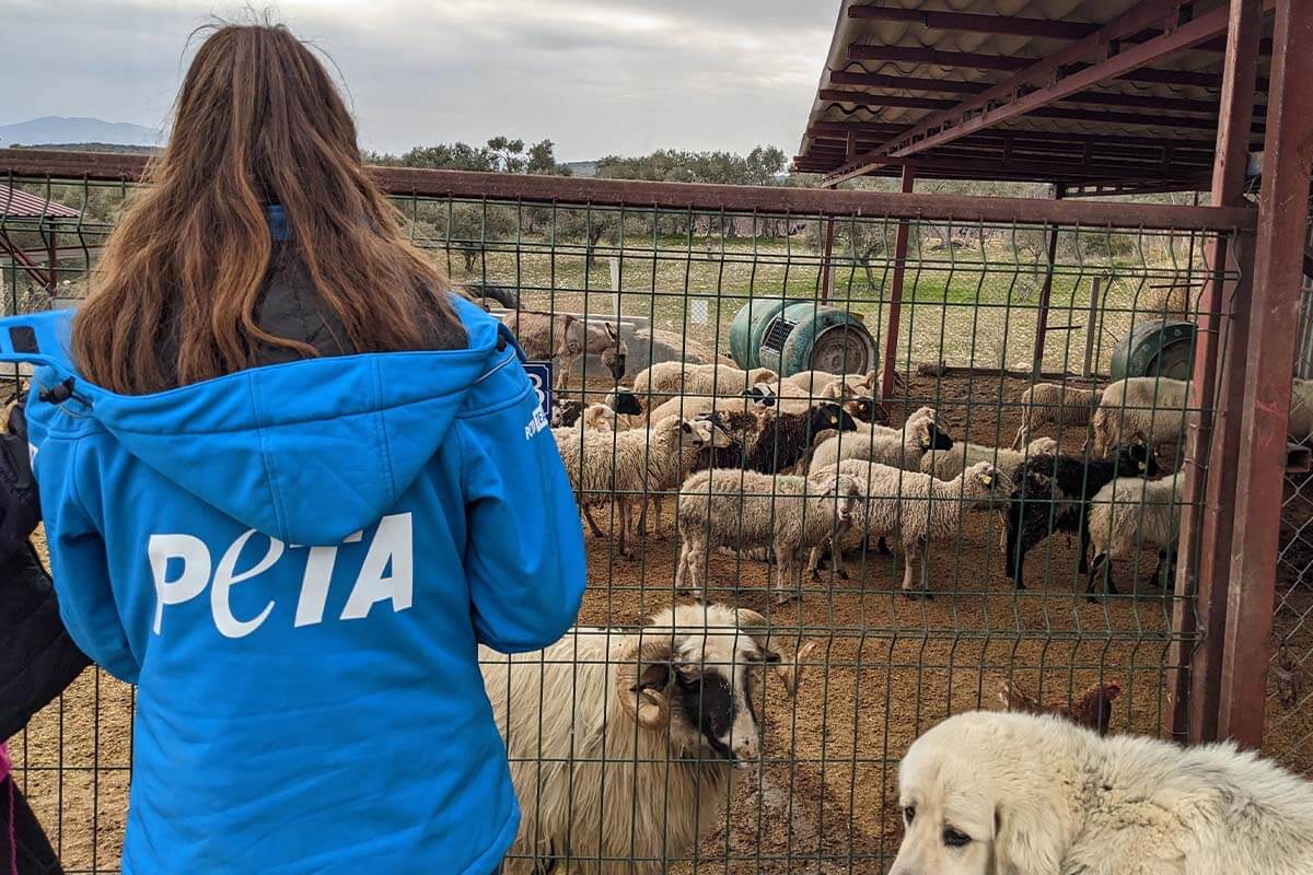 PETA Mitarbeitende steht vor einem Gehege mit Schafen.