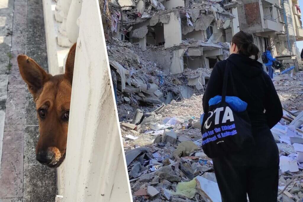 Collage. Brauner Hund schaut bei einem Gelaender hervor. PETA Mitarbeiterin in schwarzem Pullover steht vor einem zertruemmertem Haus.