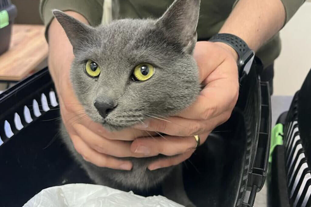 Graue Katze mit gruenen Augen sitzt in einer Transportbox und wird von einer Person an der Brust festgehalten.