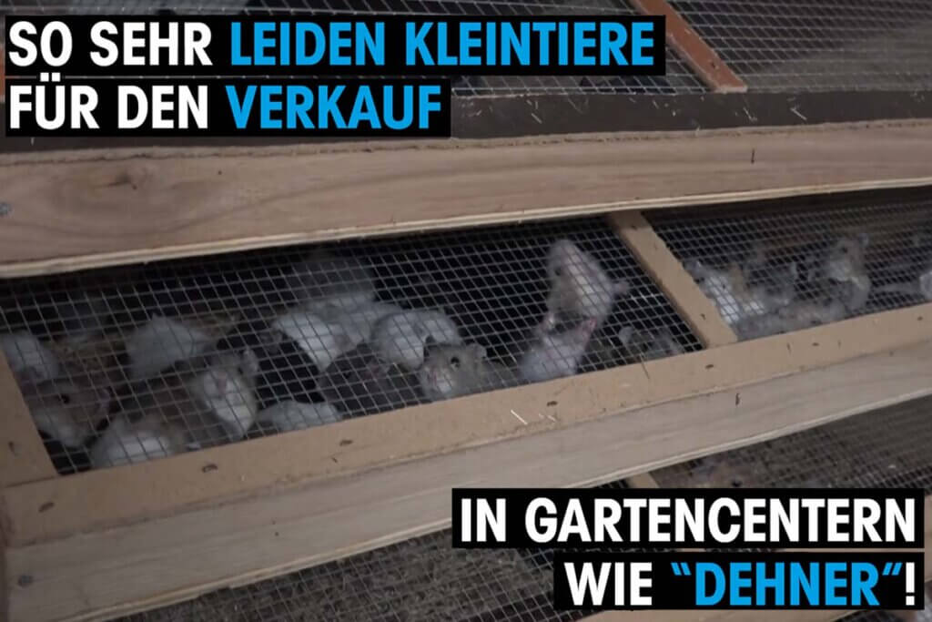 Dehner Kleintierzucht. Video Thumbnail