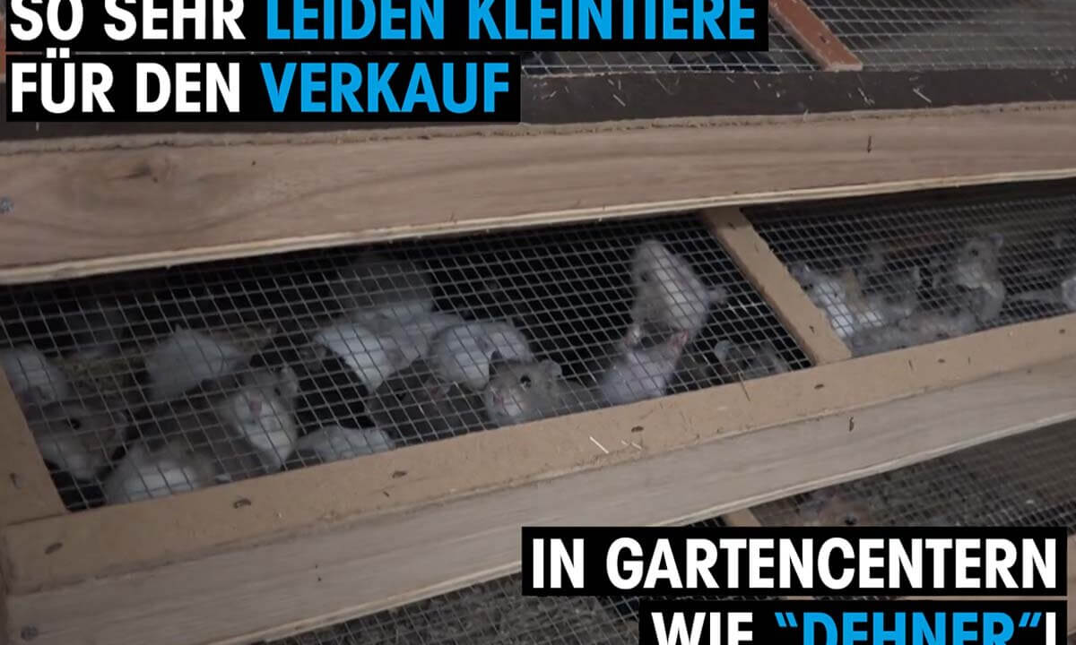 Dehner Kleintierzucht. Video Thumbnail