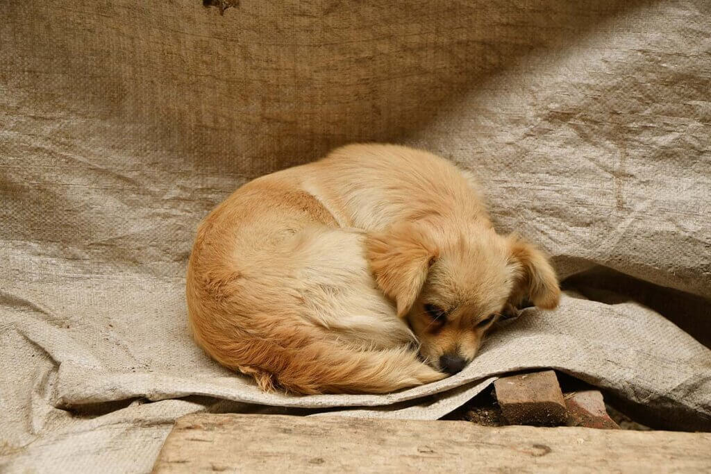 Heimatloser Hund liegt auf einer Plane