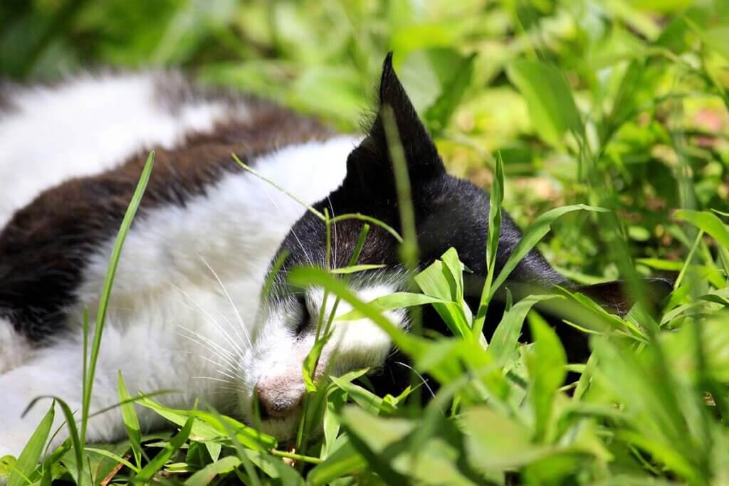 Katze liegt im Gras