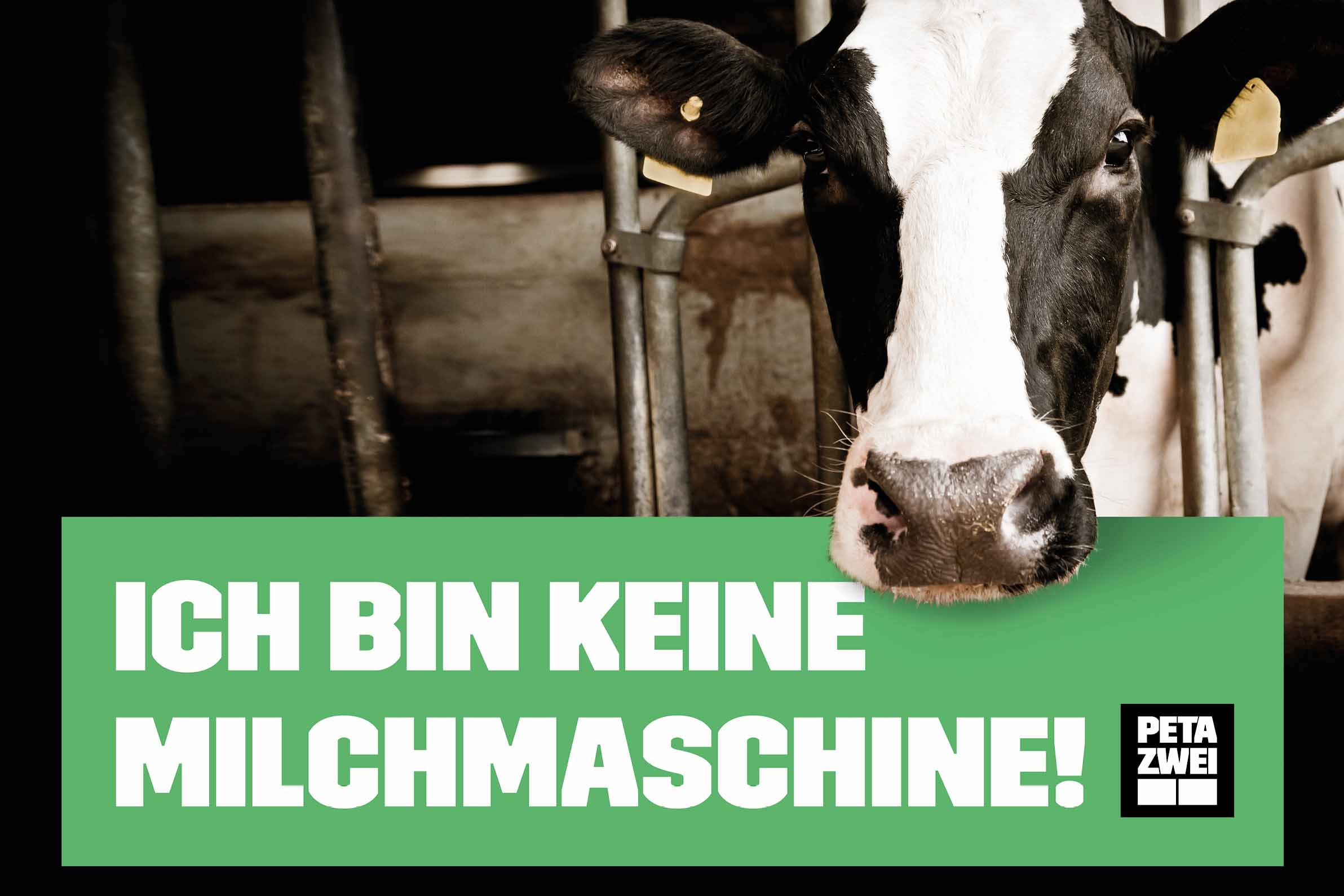 Milchindustrie stoppen – jetzt kostenloses Demopaket bestellen!