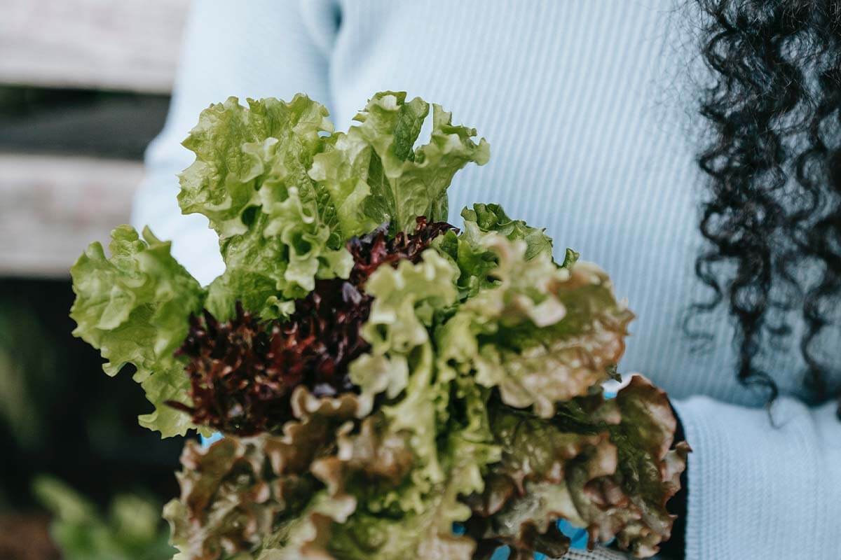 Fühlen Pflanzen Schmerz? Ein Argument für vegane Ernährung