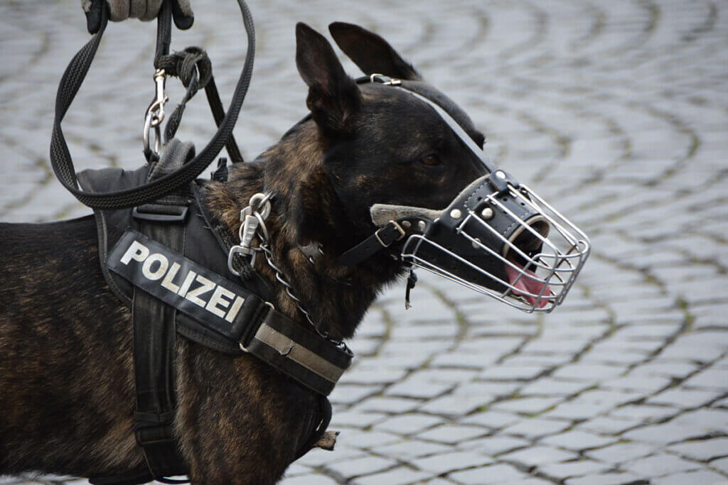 Schwarzbrauner Polizeihund mit Maulkorb wird an einer Leine gehalten.
