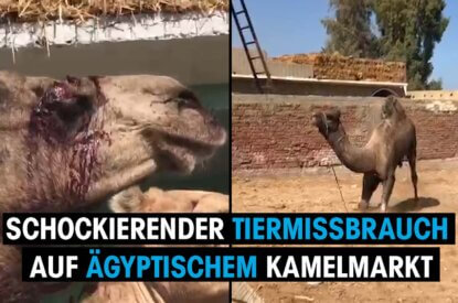 Verletzte Kamele vom Kamelmarkt in Birqash