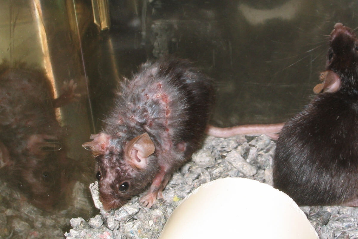Ratte mit Verletzungen am Koerper im Kaefig