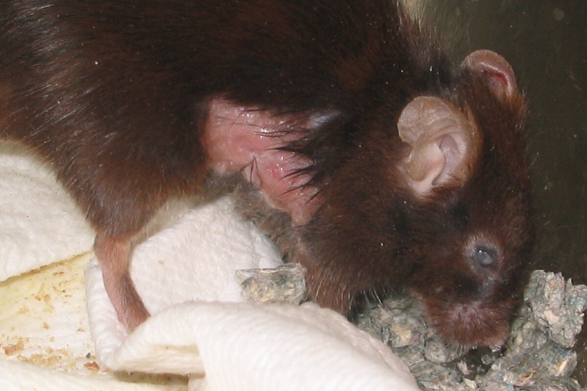 Ratte mit Tumoren am Koerper