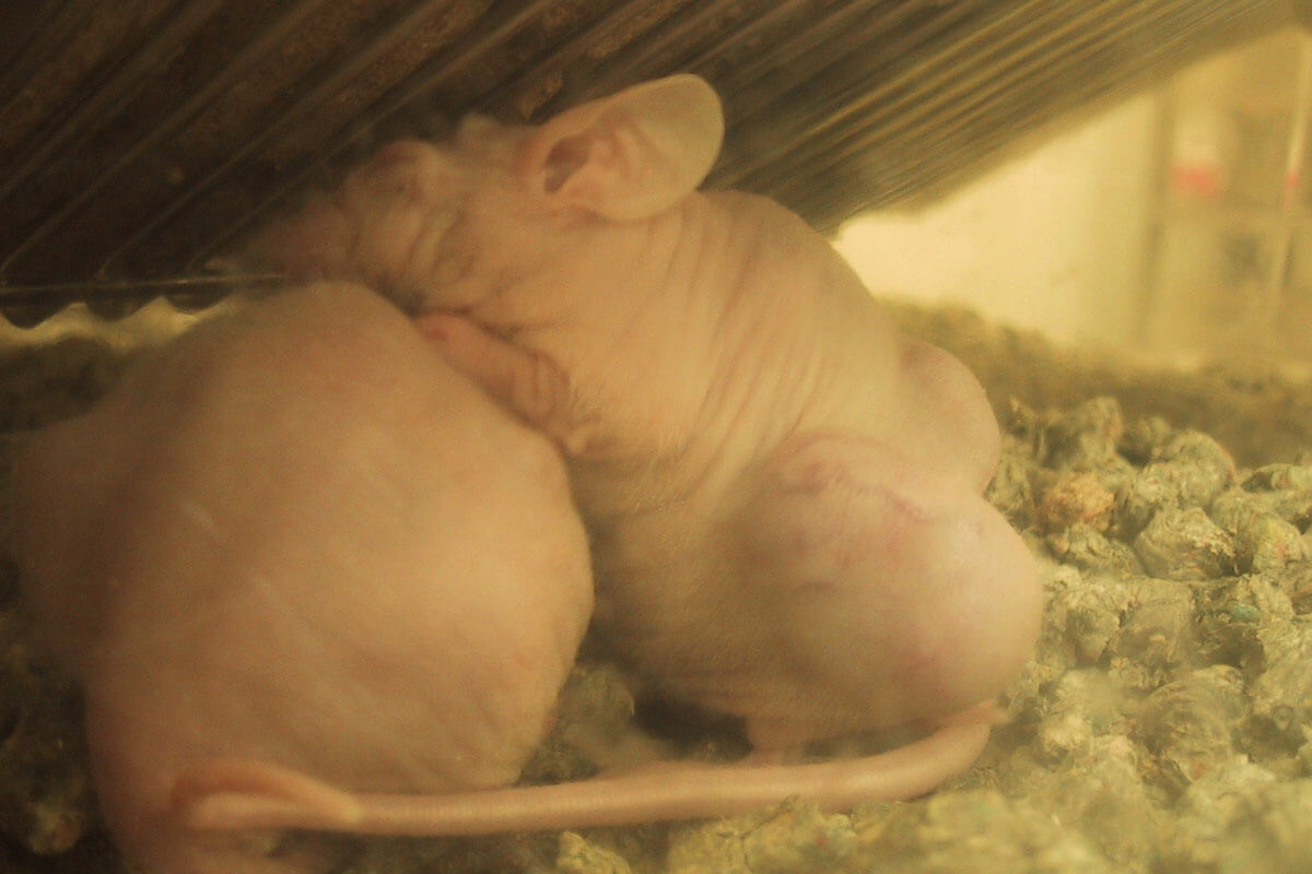 Ratten mit Tumoren am Koerper