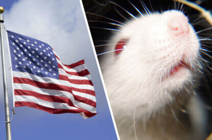 Collage. USA Flagge und Ratte.