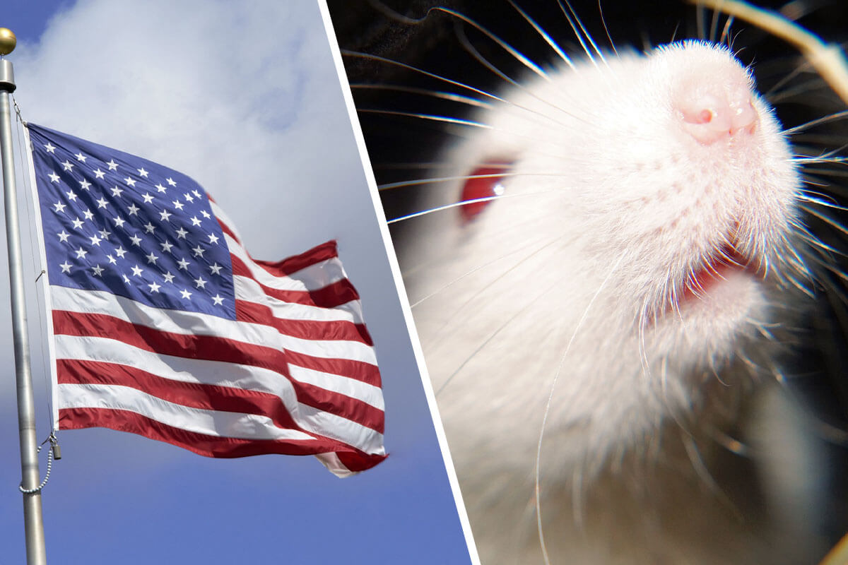 Collage. USA Flagge und Ratte.